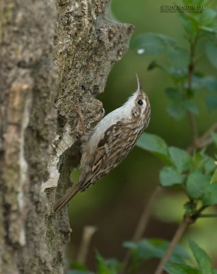 Boomkruiper - sort-toed Treecreeper - Certhia brachydactyla