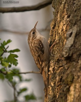 Boomkruiper - sort-toed Treecreeper - Certhia brachydactyla