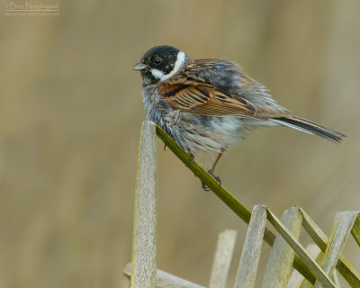 Rietgors - Reed bunting - Emberiza schoeniclus