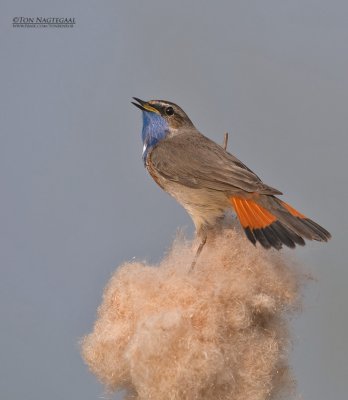 Blauwborst - Bluethroat - Luscinia svecica