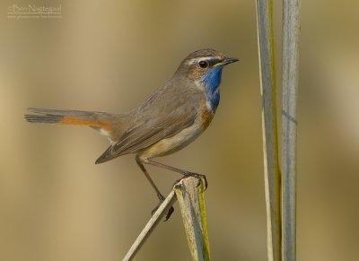 Blauwborst - Bluethroat - Luscinia svecica