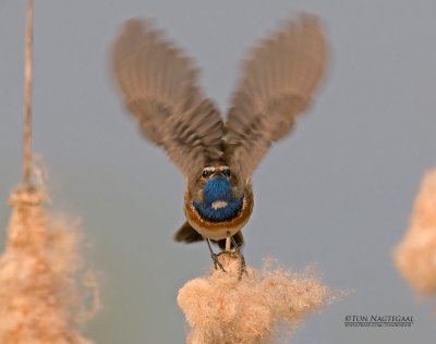 Blauwborst - Bluethroat - Luscinia svecica