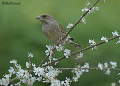 Groenling - Greenfinch - Chloris chloris