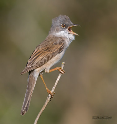 Grasmus - Common Whitethroat - Silvia communis