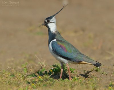 Kievit - Lapwing - Vanellus vanellus