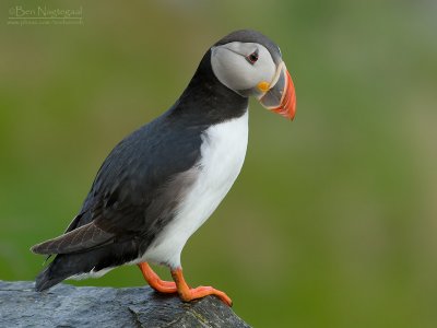 Papagaaiduiker - Puffin - Fratercula arctica