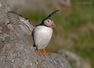 Papagaaiduiker - Puffin - Fratercula arctica