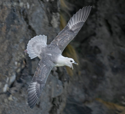 Noordse stormvogel - Northern Fulmar - Fulmarus glacialis