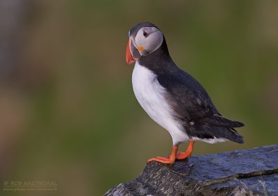 Papagaaiduiker - Puffin - Fratercula arctica