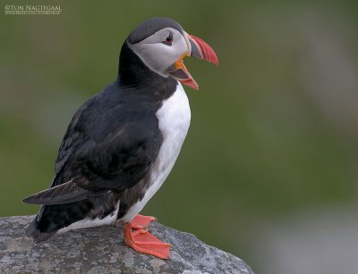 Papagaaiduiker - Puffin - Fratercula arctica