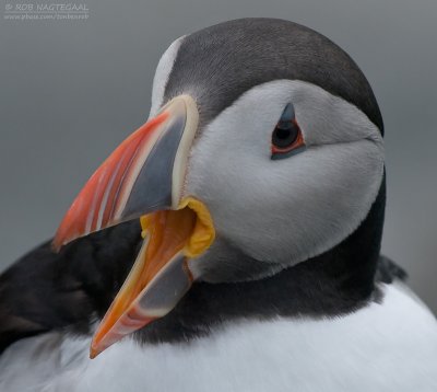 Papagaaiduiker - Puffin - Fratercula arctica