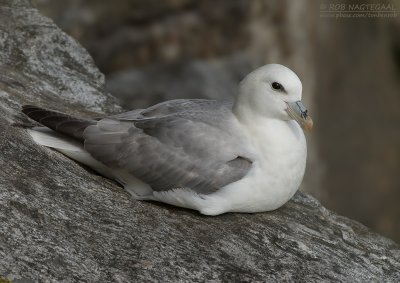Petrels and Shearwaters