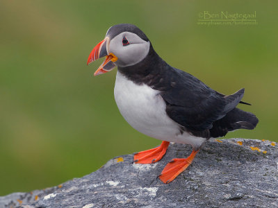 Papagaaiduiker - Puffin - Fratercula arctica