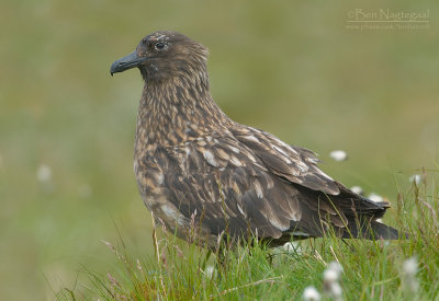 Grote Jager - Great Skua - Stercorarius skua