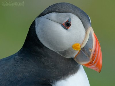 Papagaaiduiker - Puffin - Fratercula arctica