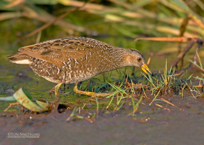 Porseleinhoen - Spotted cracke - Porzana porzana