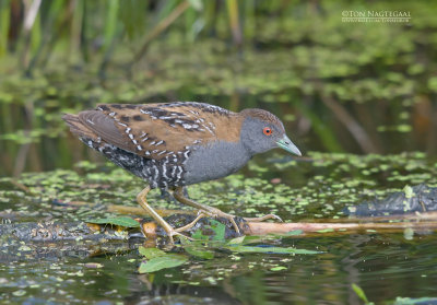 Kleinst Waterhoen - Baillon's Crake - Porzana pusilla