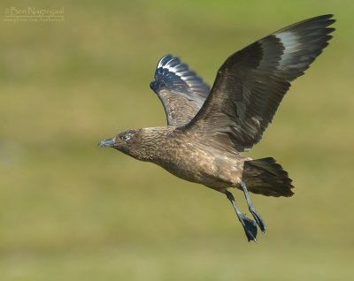 Grote Jager - Great Skua - Stercorarius skua