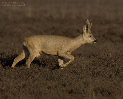 Ree - European Roe Deer - Capreolus capreolus