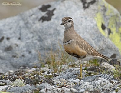 Morinelplevier - Dotterel - Charadrius morinellus