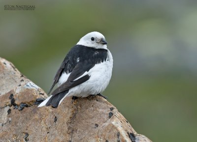 Sneeuwgors - Snow bunting - Plectrophenax nivalis