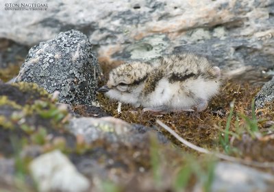 Bontbekplevier - Ringed plover - Charadrius hiaticula