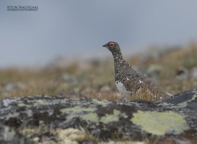 Alpensneeuwhoen - Rock Ptarmigan - Lagopus mutus