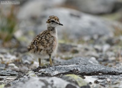 Morinelplevier - Dotterel - Charadrius morinellus