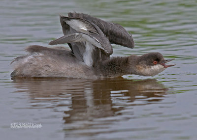 Geoorde fuut - Black-necked Grebe - Podiseps nigricollis