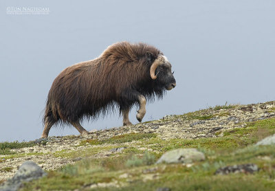 Muskusos - Musk Ox - Ovibos Moschatus