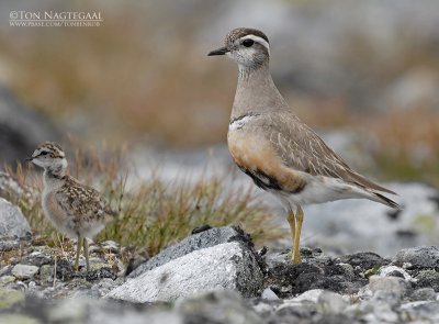 Morinelplevier - Dotterel - Charadrius morinellus