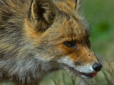 Vos - Fox - Vulpes vulpes