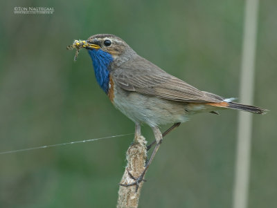 Blauwborst - Bluethroat - Luscinia svecica