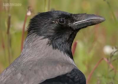 Bonte kraai - Hooded crow - Corvus Corone corvix