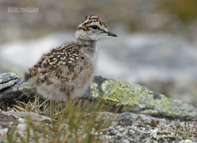 Morinelplevier - Dotterel - Charadrius morinellus
