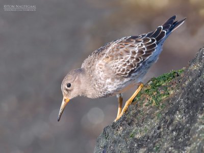 Paarse strandloper - Purple sandpiper - Calidris maritima