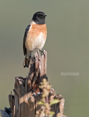  Aziatische Roodborsttapuit - Siberian Stonechat -   Saxicola maurus