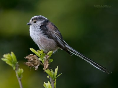 Staartmees - Long-tailed tit - Aegithalos caudatus