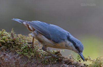 Boomklever - Nuthatch - Sitta europea