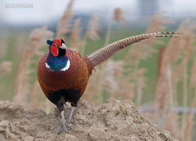 Fazant - Pheasant - Phasianus colchicus