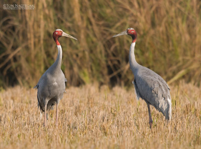 Saruskraanvogel - Sarus crane - Grus antigone