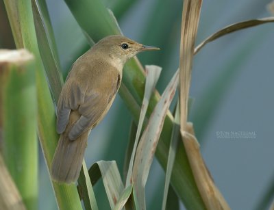 Reed-Warblers and Allies