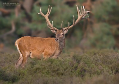 Edelhert - Red Deer - Cervus elaphus