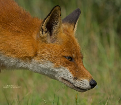 Vos - Fox - Vulpes vulpes