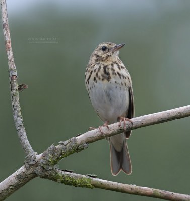 Boompieper - Tree Pipit - Anthus trivialus