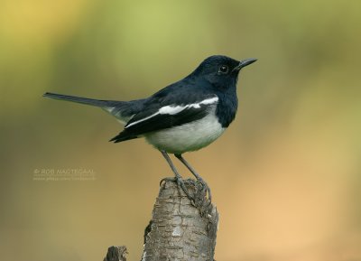 Dayallijster - Oriental Magpie-Robin - Copsychus saularis