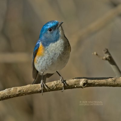 Himalayablauwstaart - Himalayan Bush-Robin - Tarsiger rufilata