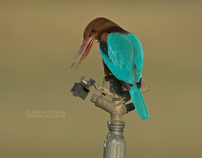 Smyrna ijsvogel - White-throated Kingfisher - Halcyon smyrmensis