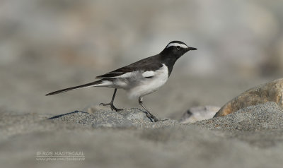 Indische Bonte Kwikstaart - White-browed Wagtail - Motacilla madaraspatensis