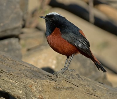 Rivierroodstaart - White-capped Water Redstart - Phoenicurus leucocephalus